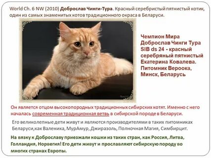 Сибирская кошка список пород кошек