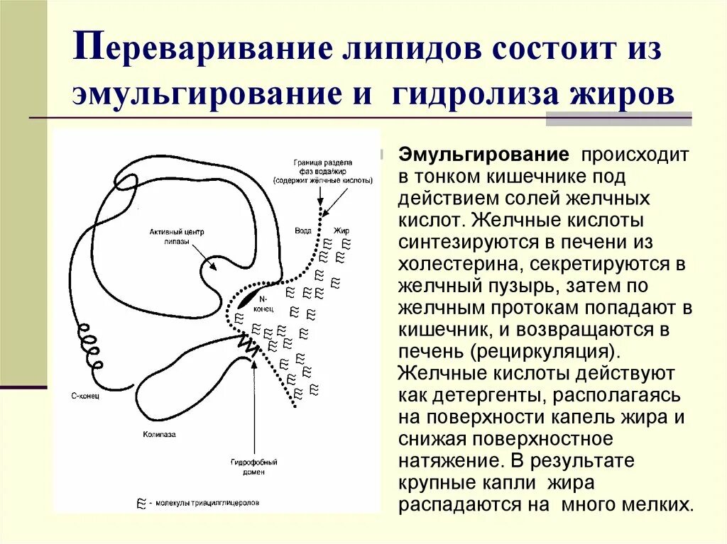 Эмульгирование жиров под действием желчных кислот. Переваривание и всасывание липидов. Переваривание и всасывание липидов схема. Этапы переваривания и всасывания липидов. Какой процесс происходит под действием желчи