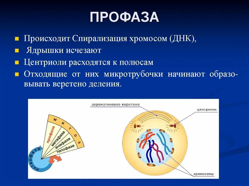 Удвоение центриолей спирализация хромосом