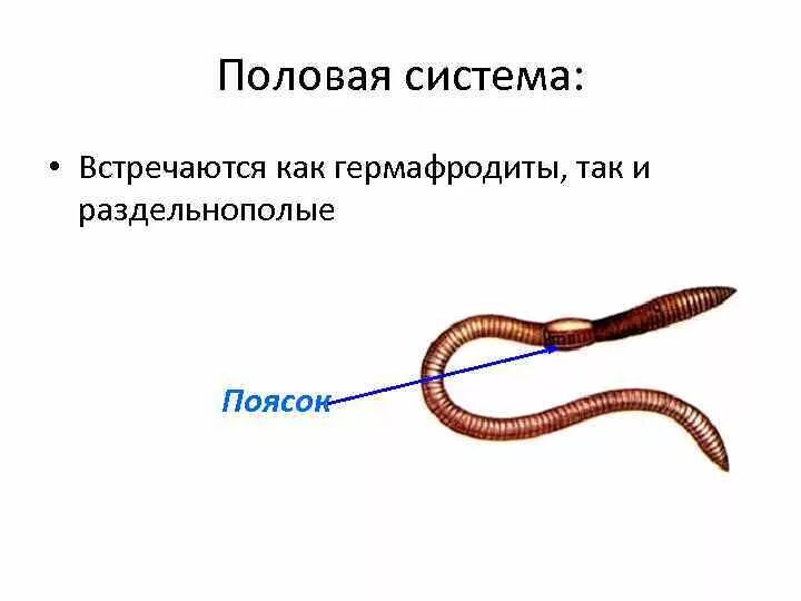 Круглые черви являются гермафродитами. Круглые черви являются гермафродитами