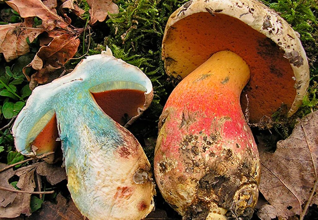 Как называется гриб похожий. Ложный Боровик белый гриб. Боровик синеющий. Гриб Болетус синеющий. Сатанинский гриб на срезе.