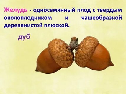Приспособление желудя