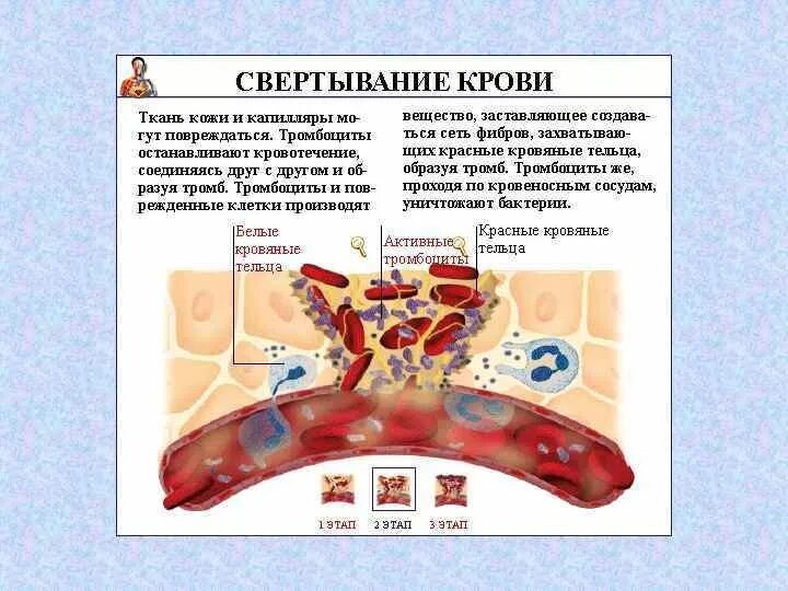 Депо крови в организме. Физиология крови презентация. Кровь и кроветворные органы. Анатомия и физиология системы крови. Основные функции крови физиология.