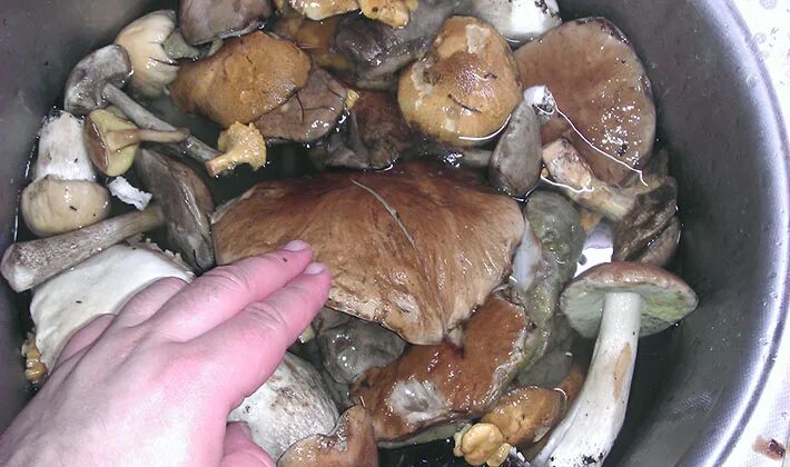 Белый гриб при варке. Вареные белые грибы. Белый гриб после варки. Вареные боровики.