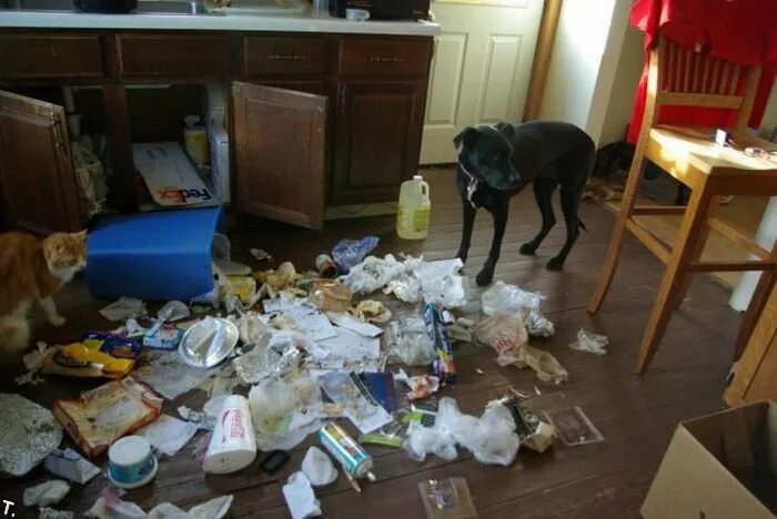 Кот разрушил. Собака беспорядок в квартире. Домашнее животное в квартире беспорядок. Собаки для квартиры. Собака погром в квартире.