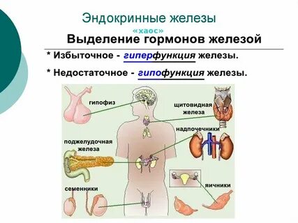 Внутренняя секреция выделяет гормоны