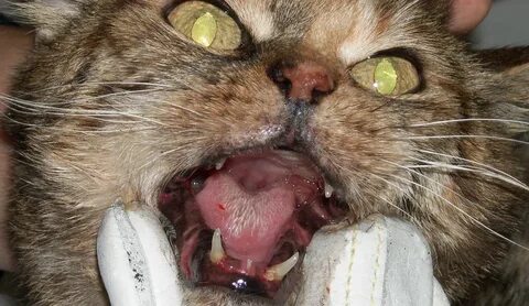 Bombardement impatient Uniformément gingivitis katze Intense Grande barrière de 