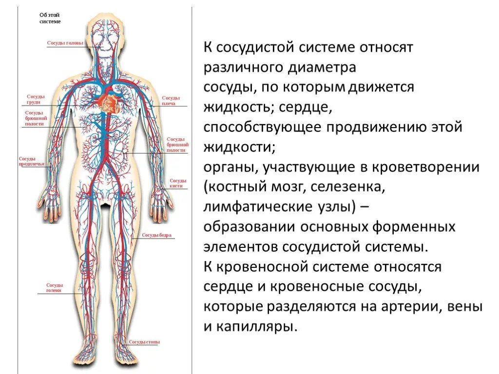Схема кровеносной системы человека строение и функции. Артериальная система схема. Кровеносная система человека схема. Артериальная система анатомия схема. Возврат жидкости в кровеносную систему