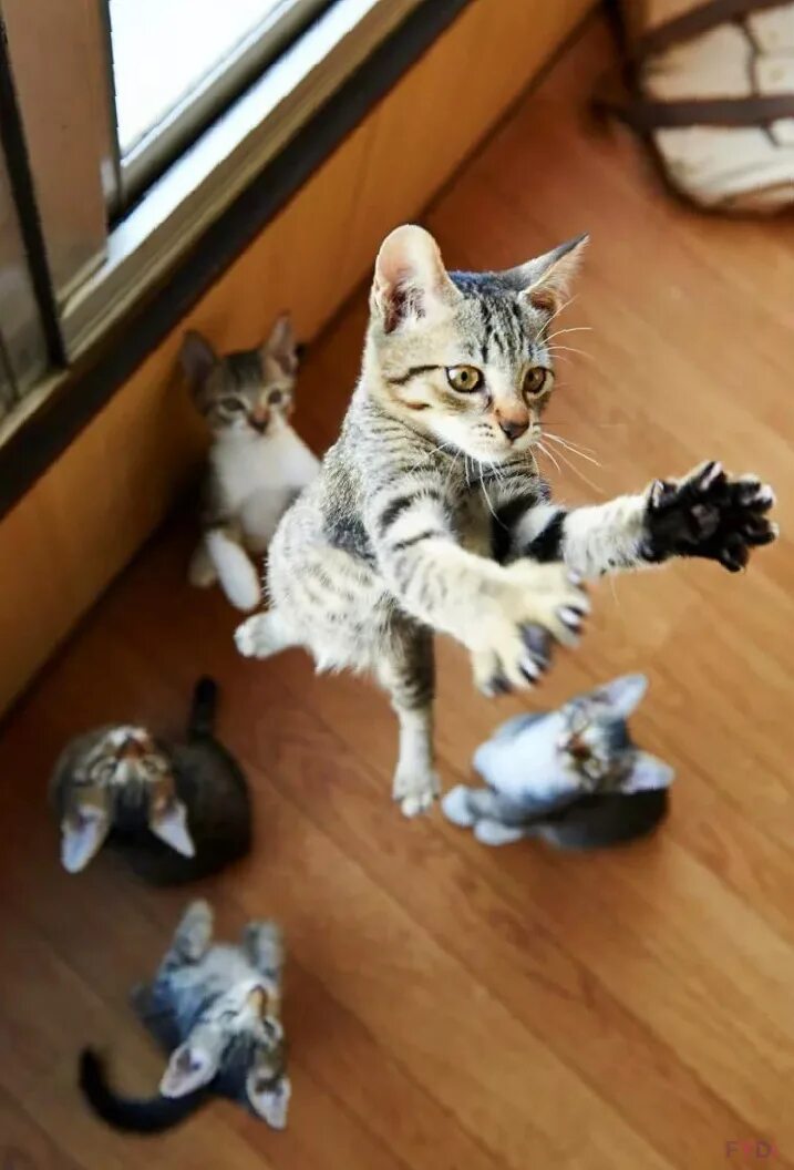 Включи смешных кошечек. Маленький котенок. Мой маленький котенок. Классные коты. Включи смешных кошечек.