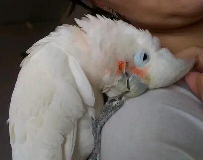 Корелла грызет