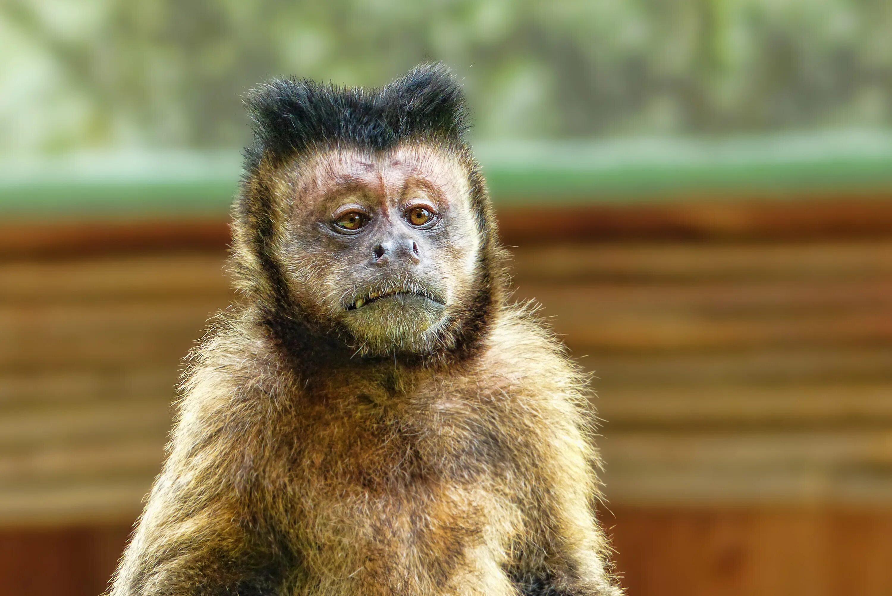 Am monkey