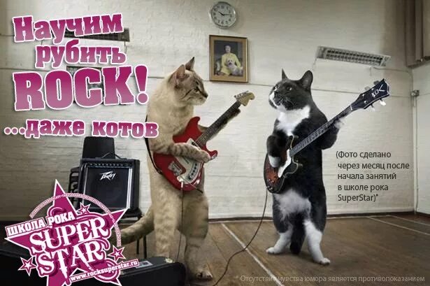 Рок н ролл дон дон дон. Рок кот. кот рок н ролл. музыкальная группа котов. кошачий рок н ролл.