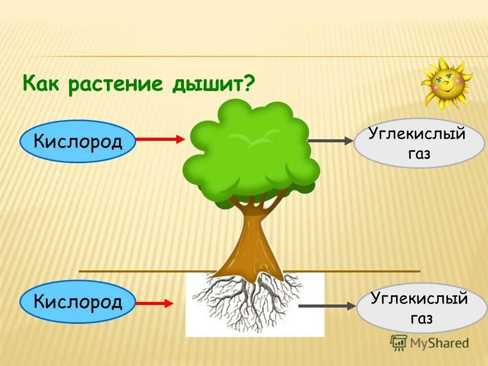 углекислый газ для растений. затрата углекислого газа. деревья поглощают углекислый газ. выделение кислорода в атмосферу при фотосинтезе. процесс дыхания растений.