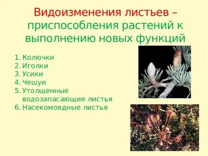 Чешуи видоизмененные листья