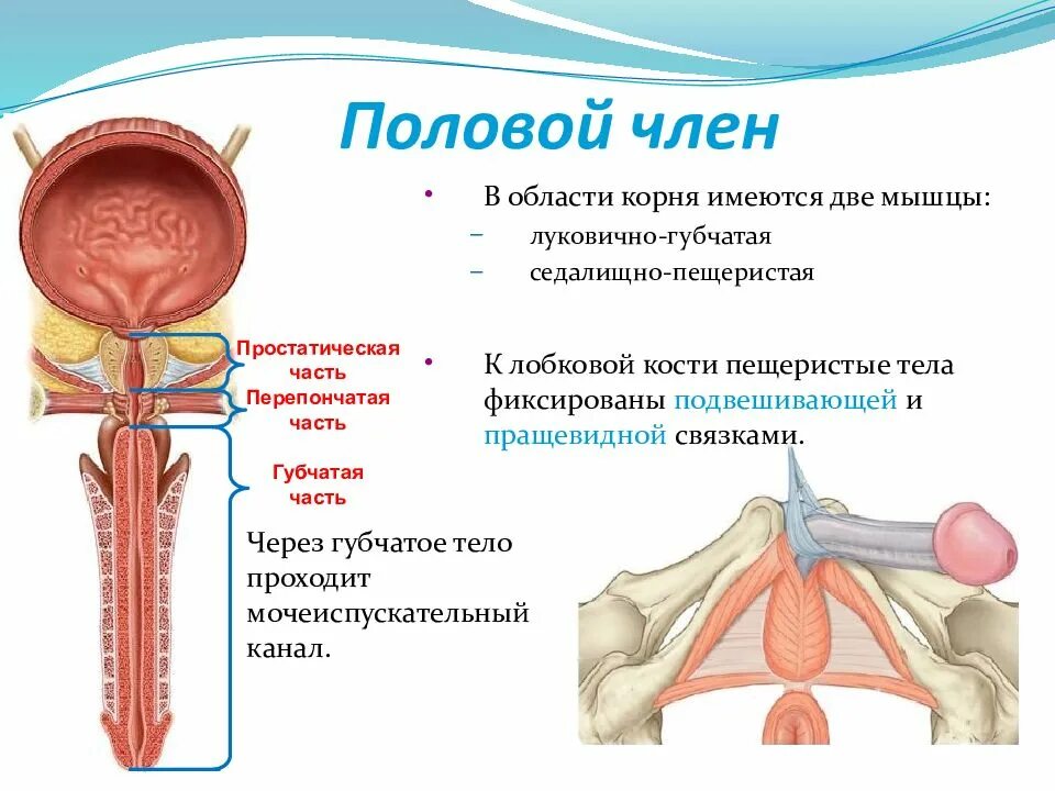 Пращевидная связка. Кавернозные тела полового члена.