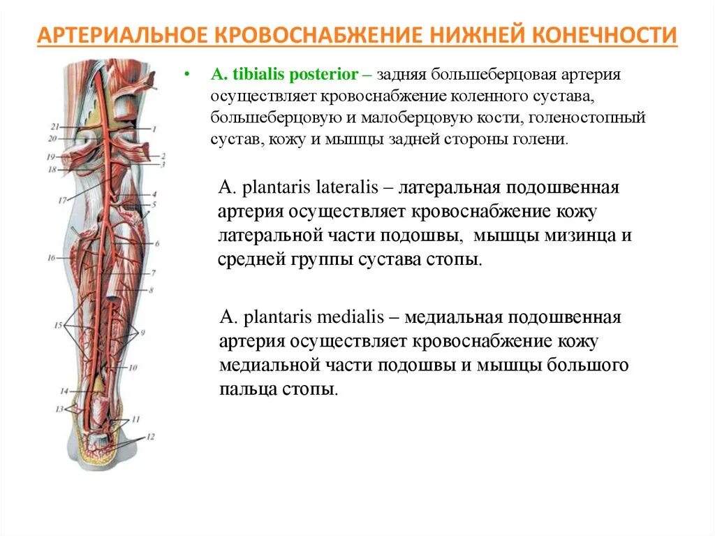 Артериальные сосуды нижних конечностей. Артерии нижних конечностей области кровоснабжения. Схема кровоснабжения конечностей. Общая схема артерии нижней конечности. Кровоснабжение нижних конечностей артерии.