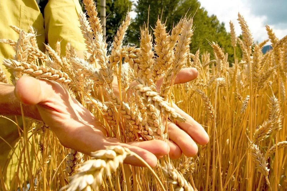 Отличные пшеничные. Сбор пшеницы. Урожай пшеницы. Сбор зерна. Жатва пшеницы.