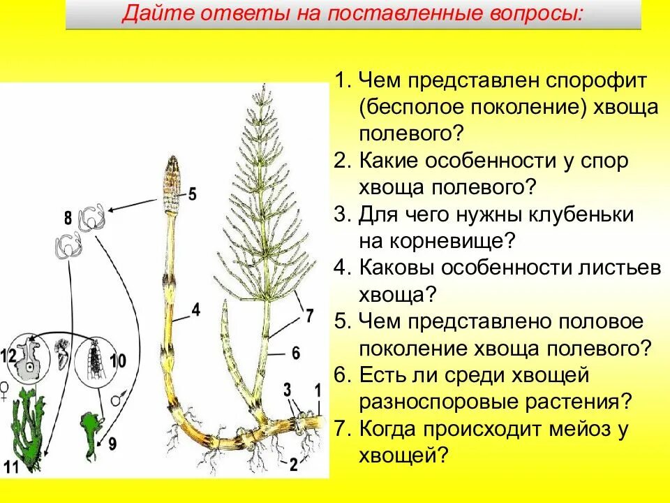 Половое поколение представлено. Спорофилл хвоща. Бесполое поколение Хвощь. Строение хвоща полевого 7 класс биология. Строение спорофита хвоща полевого.