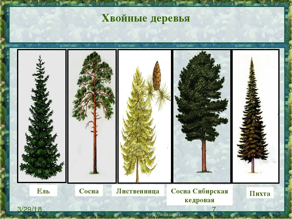 Можно ли хвойное дерево. Ель сосна кедр пихта. Ель пихта сосна кедр лиственница. Ель сосна пихта лиственница. Ель сосна Кедровая сосна пихта лиственница.