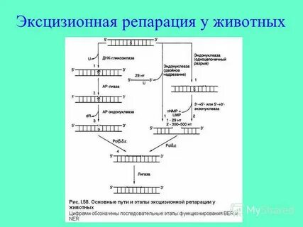 Эксцизионная репарация