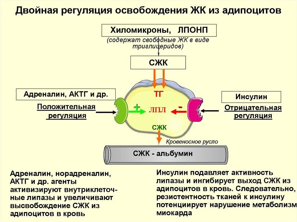 Клетка жира состав. Клетка жира состав