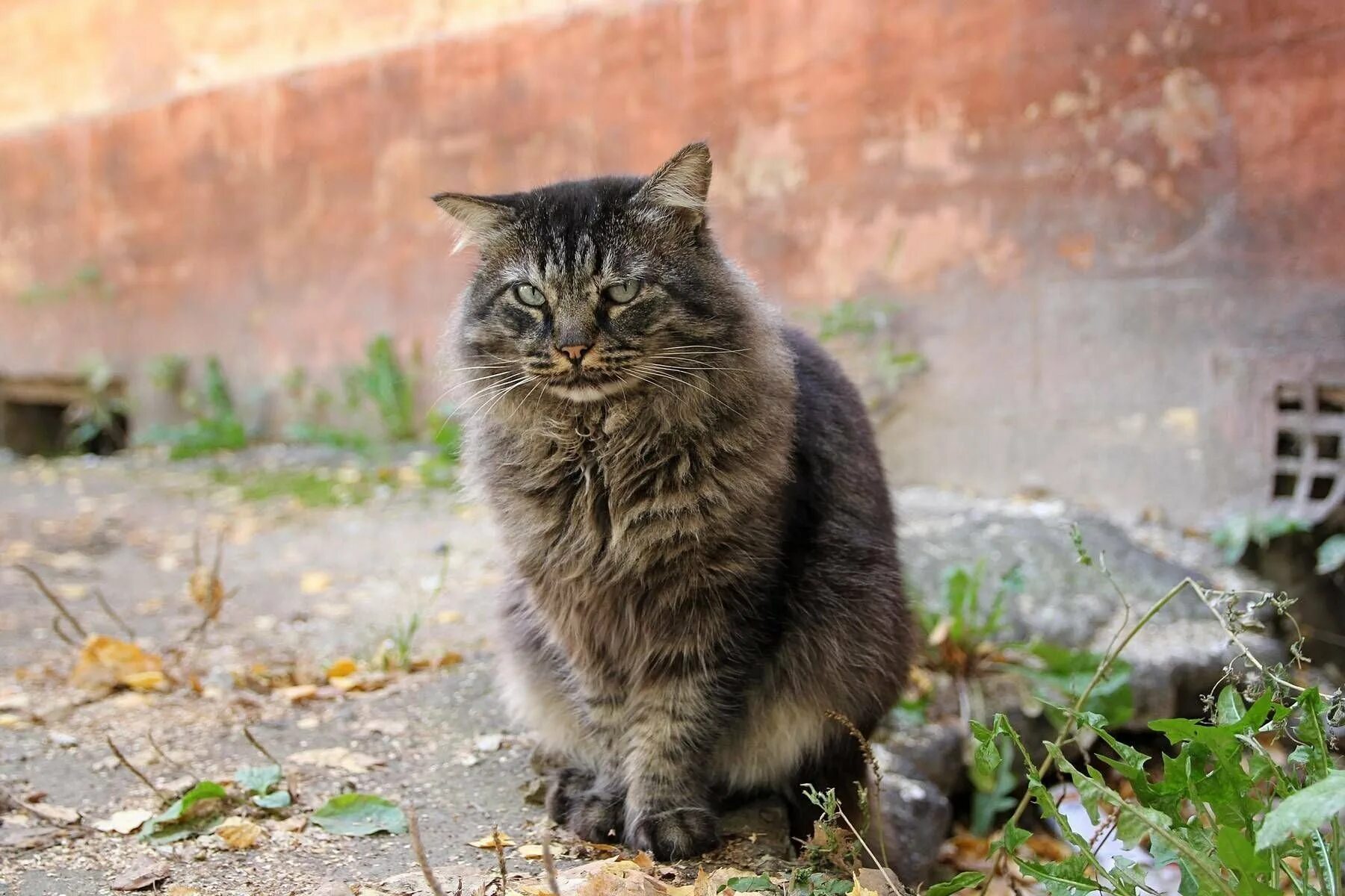 Кошечка гуляет. Серая кошка беспородная. Сибирская дворовая кошка. Пушистые дворовые коты. Кошка пушистая серая беспородная.