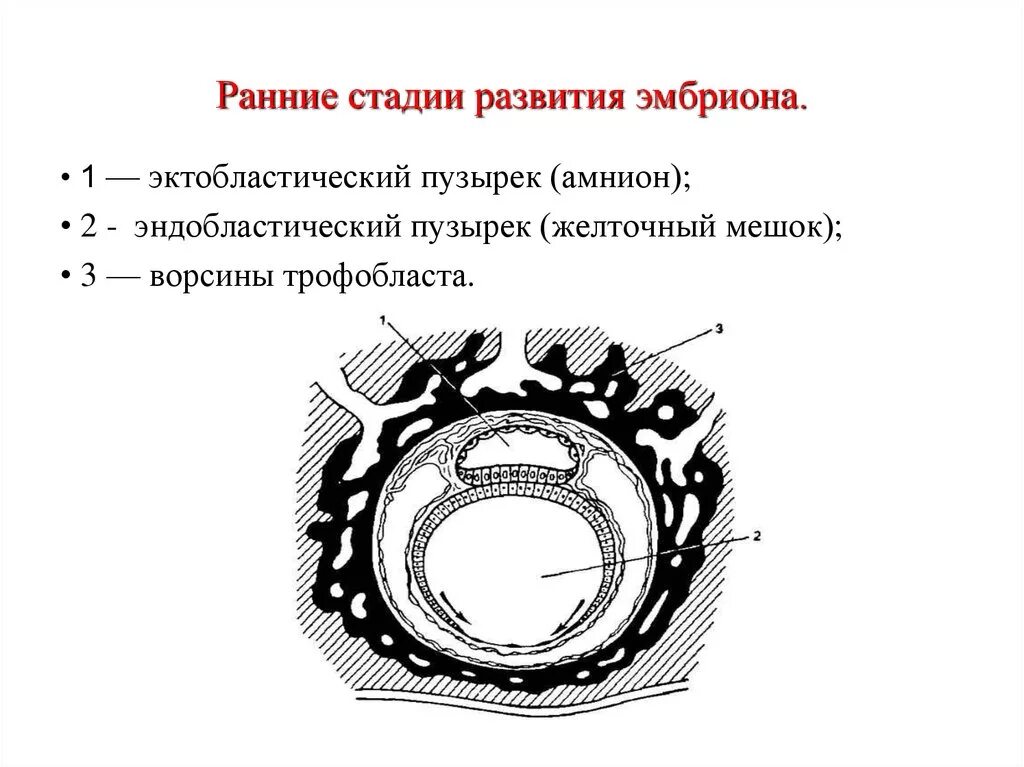Дифференцировка трофобласта