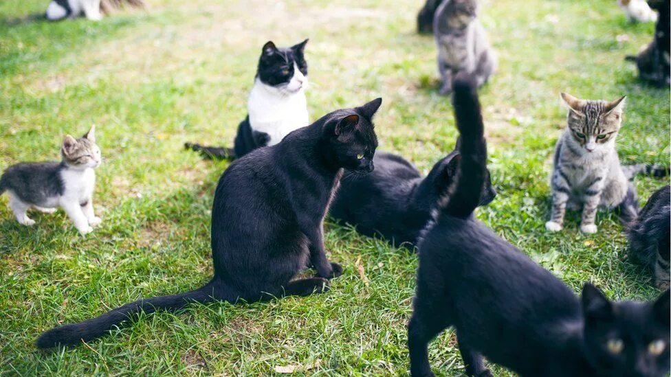 Коты разговаривают друг с другом. Общение кошек между собой. кошки общаются между собой. кошка и человек общаются между собой. черные коты разговаривают между собой.