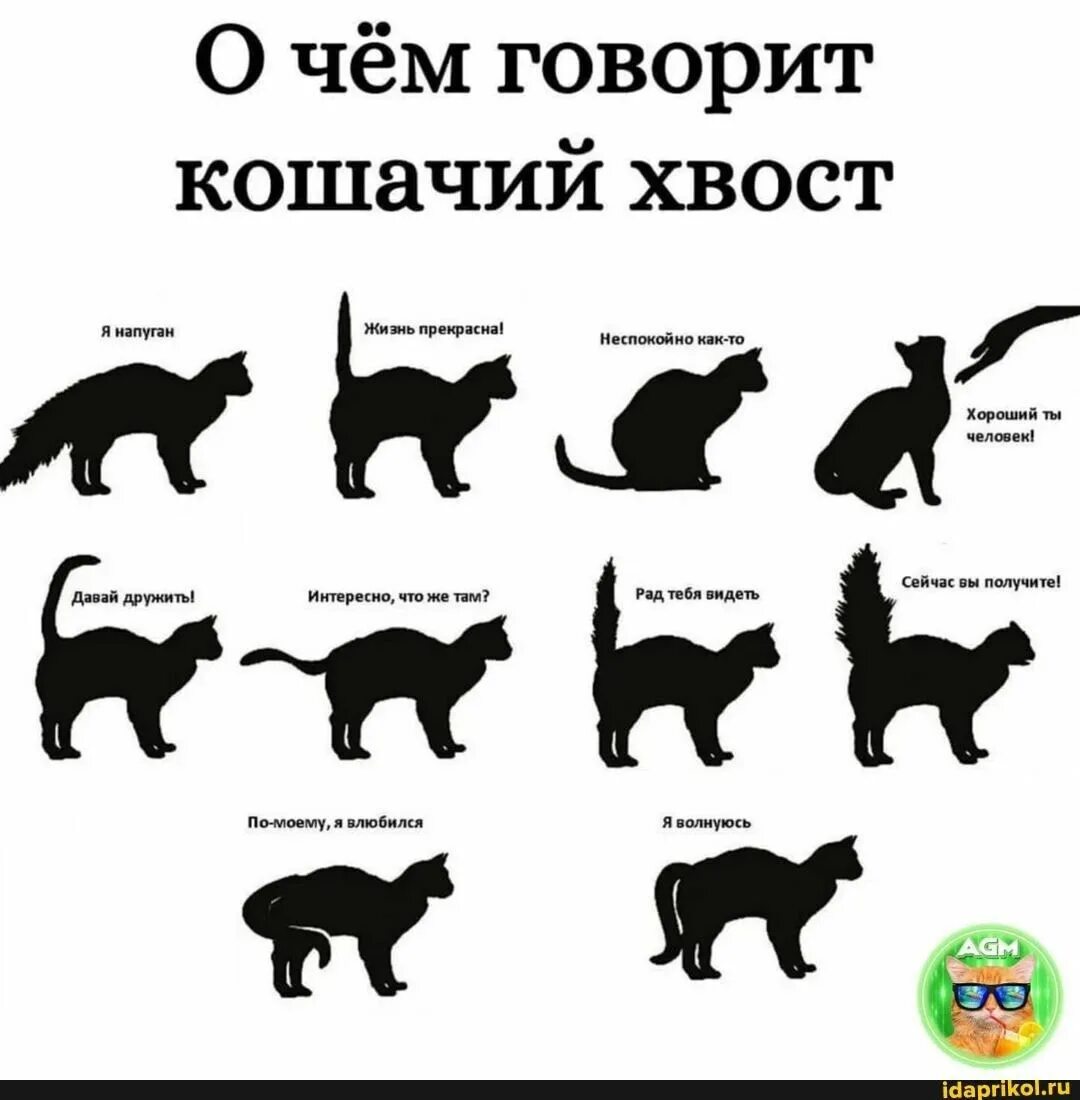 Поведение кота. Положение хвоста у кошки. Поведение кошачьего хвоста. Настроение кота по хвосту.