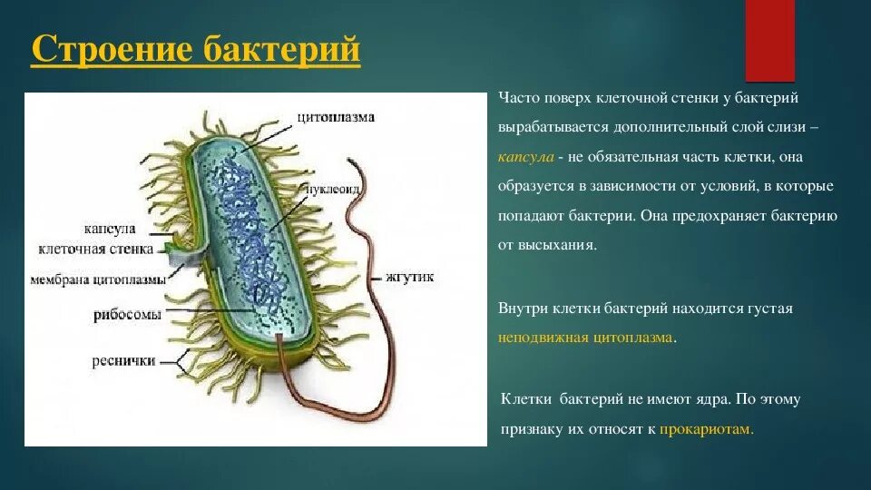 Слизистая капсула бактериальной клетки. Слизистая капсула бактерий строение. Защитный слой бактериальной клетки. Строение клетки бактерии капсула. Клеточная стенка и мембрана бактерий