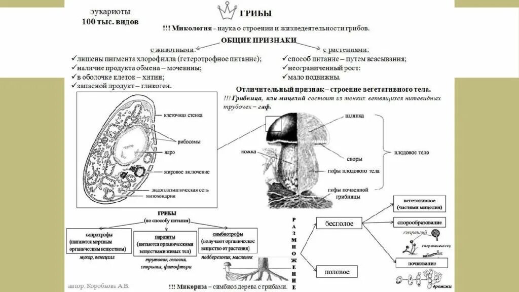 Царство грибы строение гриба. Царство грибов строение жизнедеятельность размножение. Строение многоклеточного гриба. Строение грибов одноклеточных и многоклеточных. Материал по биологии для подготовки к огэ