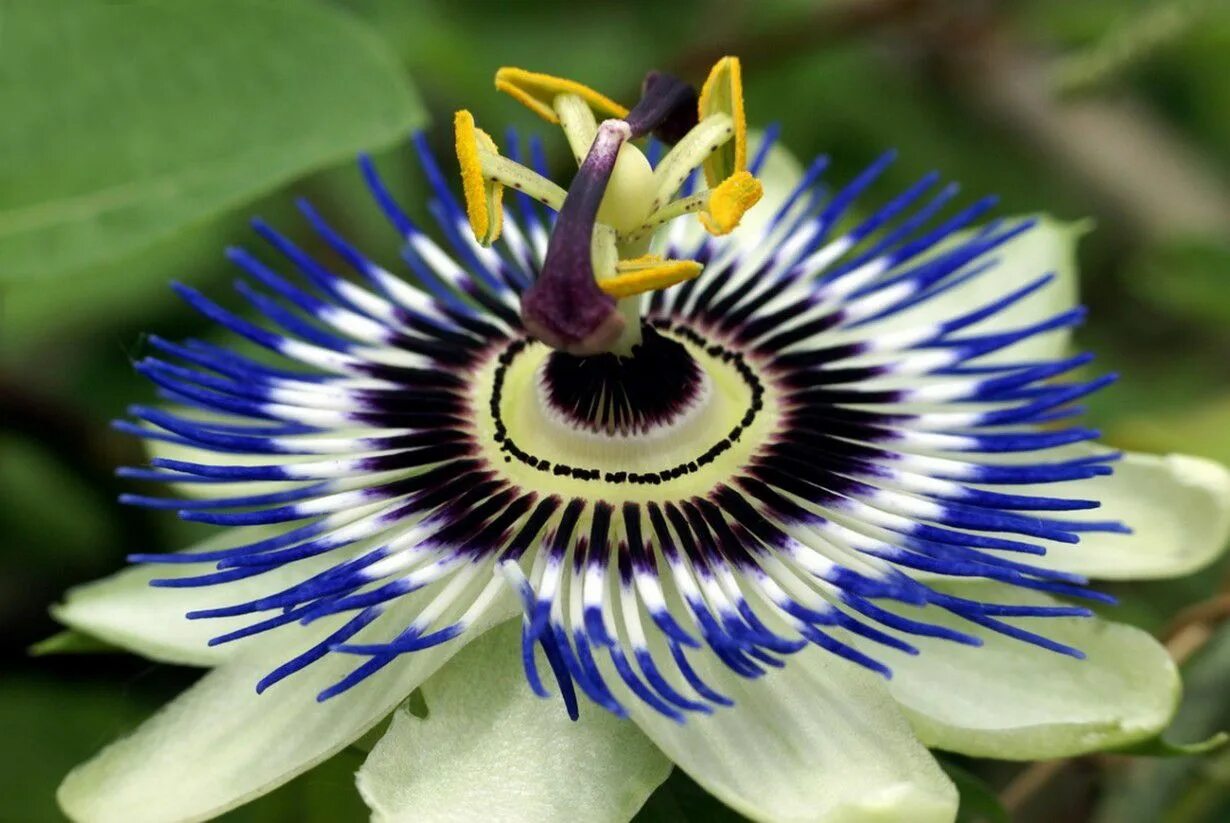 Цветок Дикая пассифлора голубая. Страстоцвет голубой Passiflora caerulea. Пассифлора колумбийская. Пассифлора голубая (Passiflora caerulea).