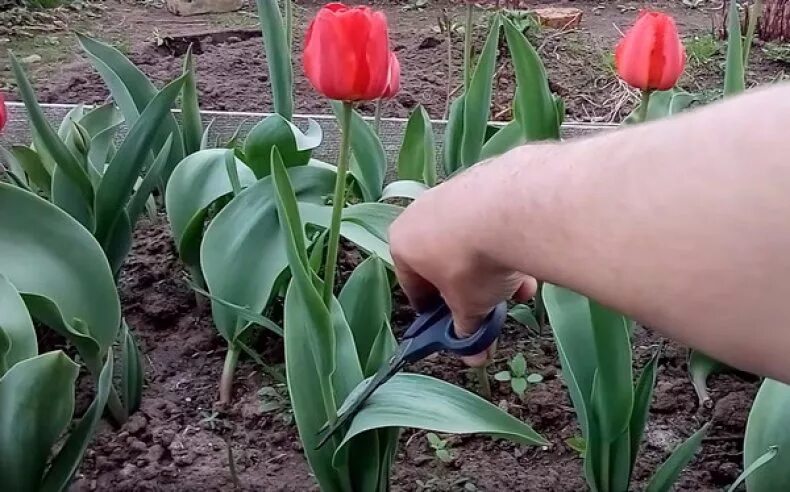 Как отпоить тюльпаны. Тюльпаны отцвели. Тюльпаны свежесрезанные. Тюльпаны после цветения. Обрезать тюльпаны.