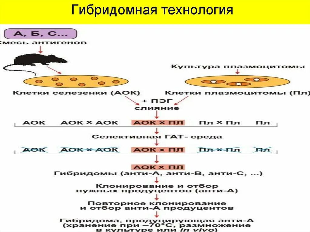 Для гибридом используются. Этапы гибридомной технологии. Технология получения гибридом. Этапы получения гибридом. Схема гибридомной технологии.