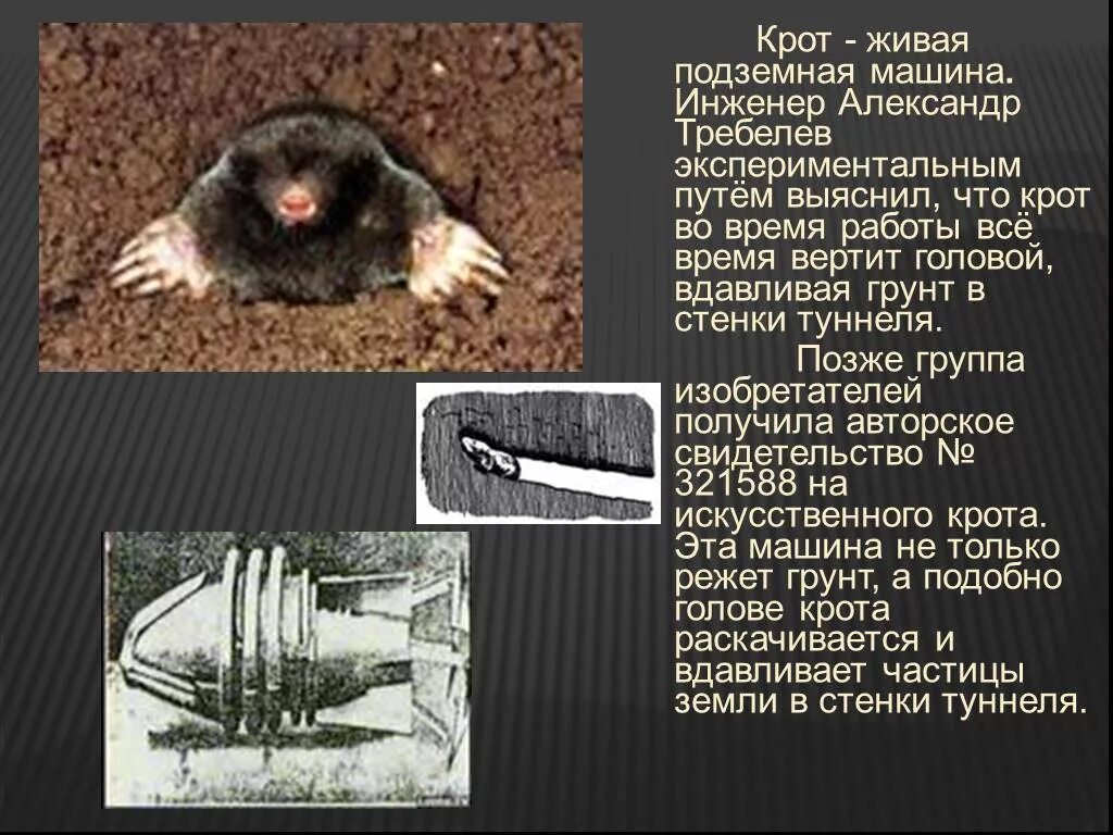 что делает крот. что делает крот. что делает крот. защита грядки от кротов и землеройки. крот медведка землеройка.