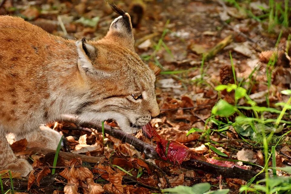 Опасные животные в лесу. Рысь питание. Рысь обыкновенная ест. Кошки хищники.