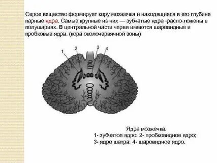 Ядра серого вещества мозжечка