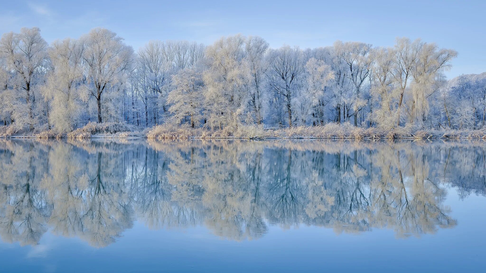 Деревья смотрят в воду. Зима пейзаж. Зимнее озеро. Красивая зима. Река зимой.