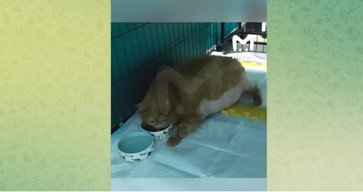 Кот крошик застрял в обувнице. Кот крошик застрял в обувнице