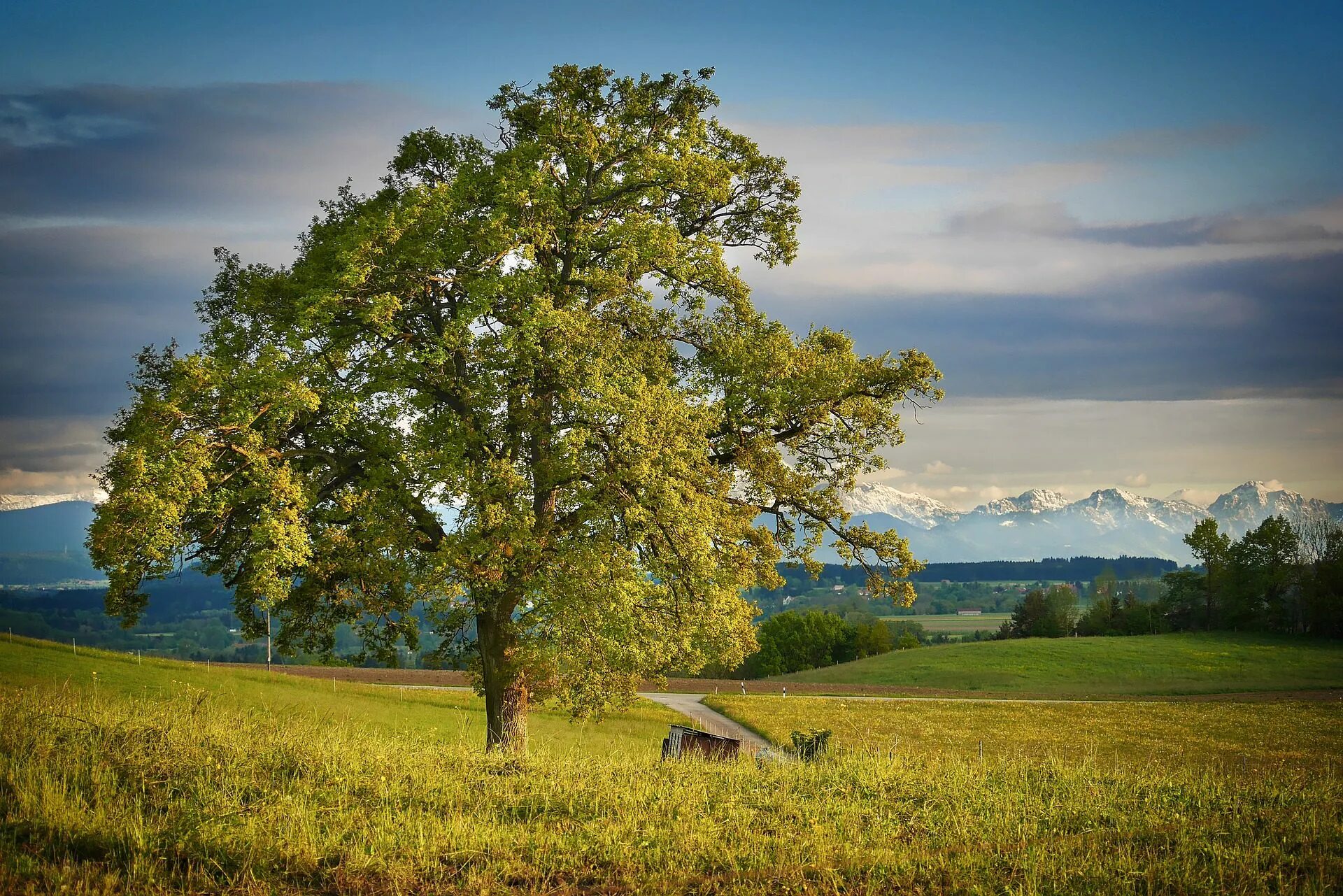 Красивые пейзажи дерево. Красивое дерево в поле. Пейзаж с деревьями. Одинокий дуб фет. Красивые пейзажи деревьев.