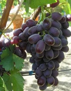 Виноград сорта в магазинах