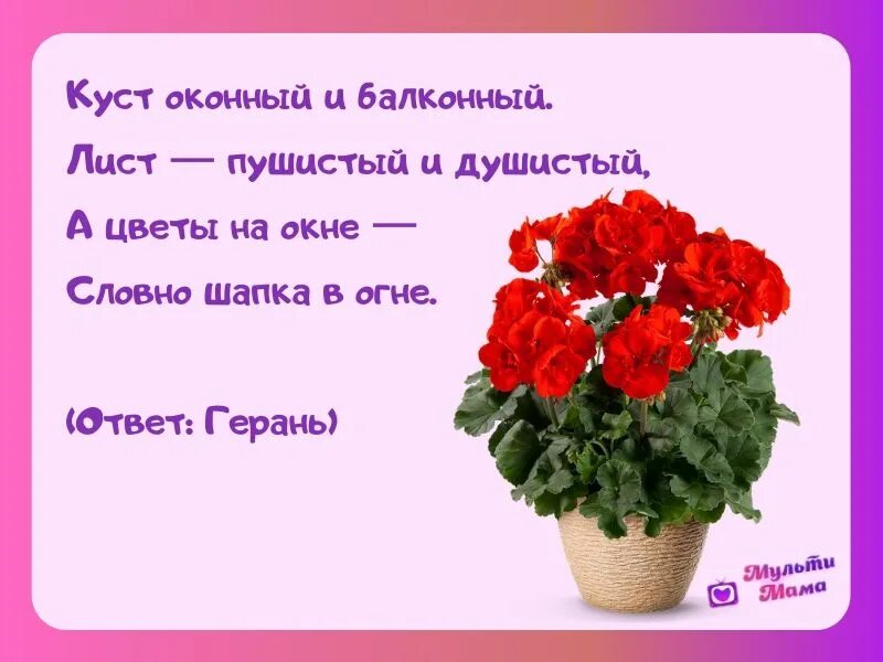 Герань для дошкольников. Загадка про герань для детей. Загадки о комнатных цветах. Стишок про герань для детей. Слова из слова герань