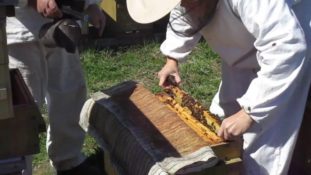 Пасека скупновых. Пчеловодство пасека скупновых. пасека скупновых видео. 8 рамочный улей скупновых. выкучивание пчел.