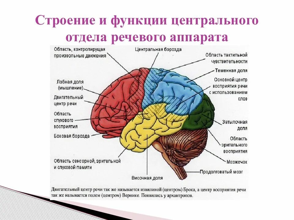 Выберите височную долю