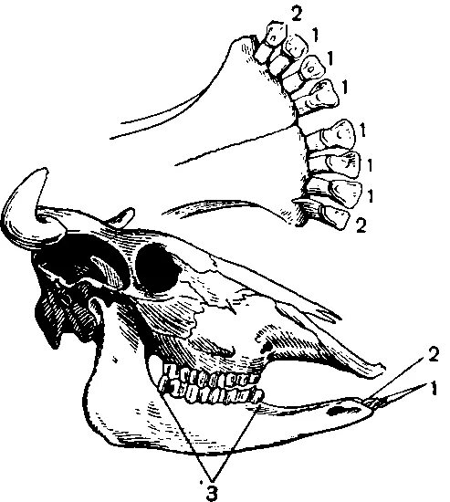 Строение зубной системы коровы. Нижняя челюсть КРС анатомия. Строение зубов коровы анатомия. Особенности строения зубной системы парнокопытных