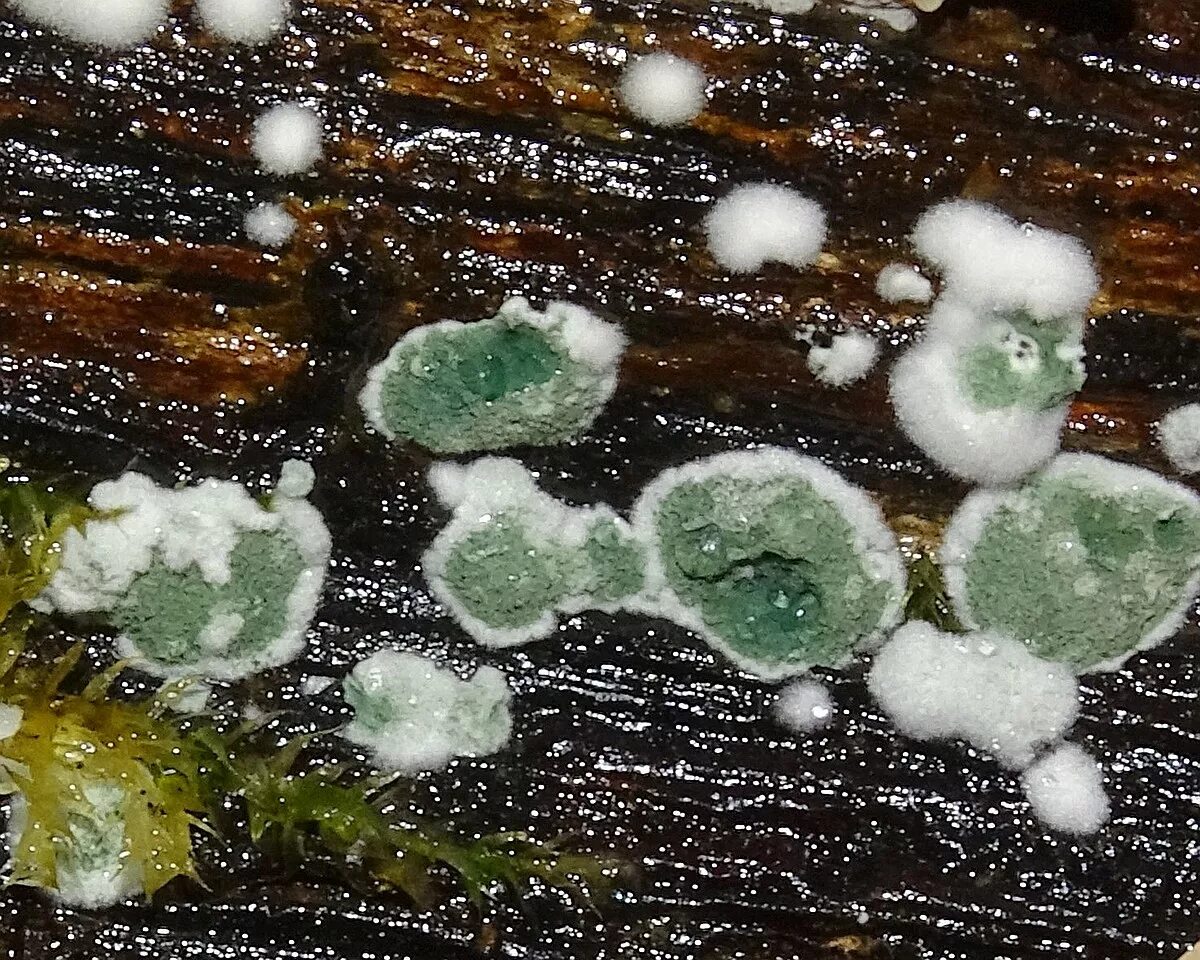 0000000612921, MSU_FS-03047, Trichoderma asperellum