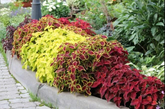 Coleus......................anyone? - Page 2 - Growing Other in 2025 Backyard pl