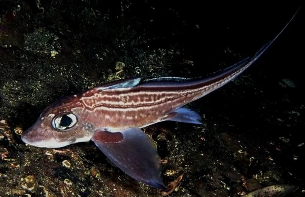 рыба химера морской заяц. рыба химера акула призрак. рыба химера морской заяц. европейская химера рыба. акула призрак химера.