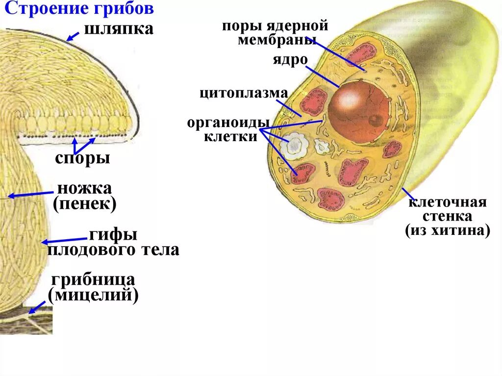 Для грибной клетки характерна оболочка из хитина. Строение грибной клетки хитины. Царство грибы строение грибной клетки. Строение клетки грибов хитин. Строение оболочки грибной клетки.