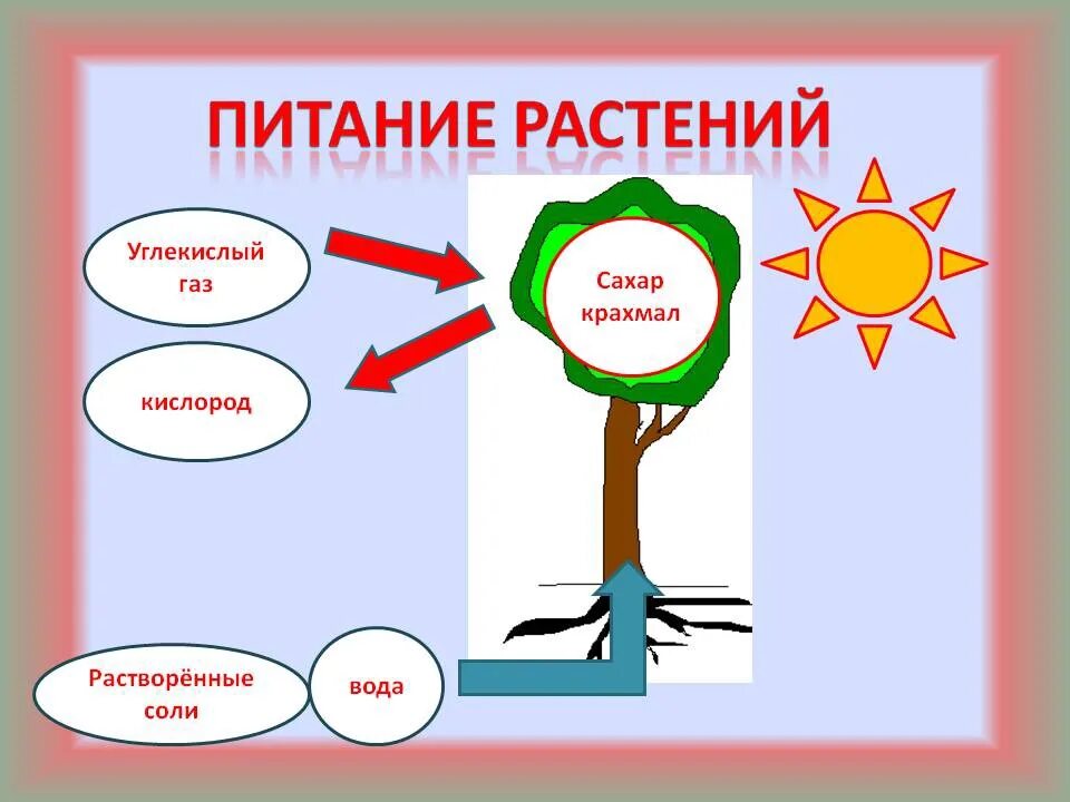 Процесс питания и дыхания растений. Питание растений. Схема питания растений. Процесс питания растений. Как питаются растения.